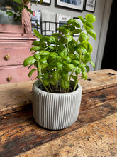 Load image into Gallery viewer, concrete plant pot